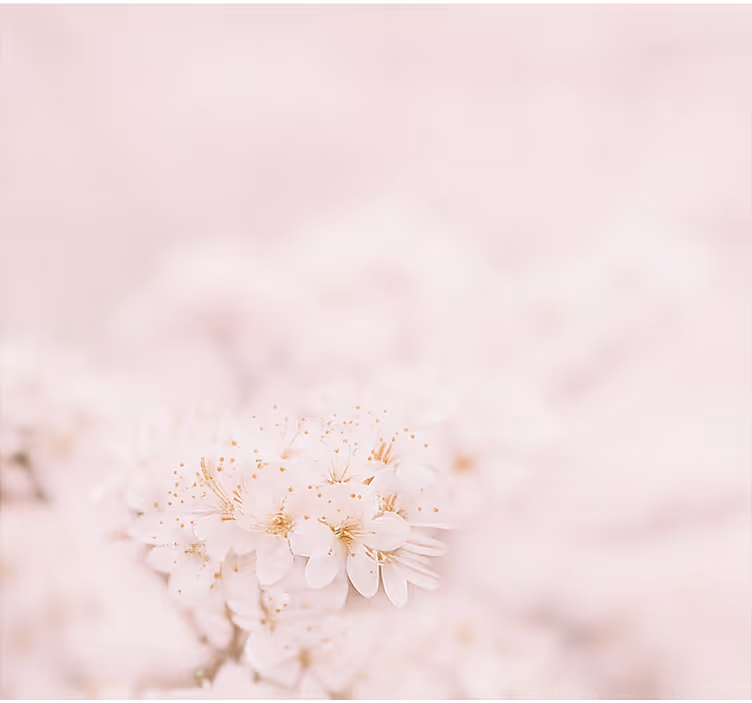 Delikate kirsebærblomster rullegardin ekteskap - Tenstickers