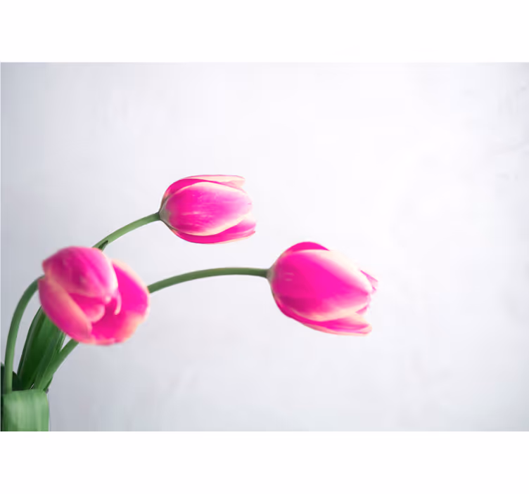 Hvit rullegardin tre tulipaner på hvit bakgrunn - Tenstickers