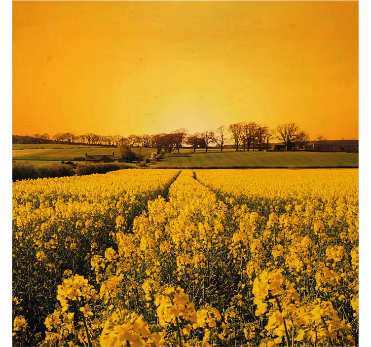 Rullegardin stue gult blomsterfelt - Tenstickers