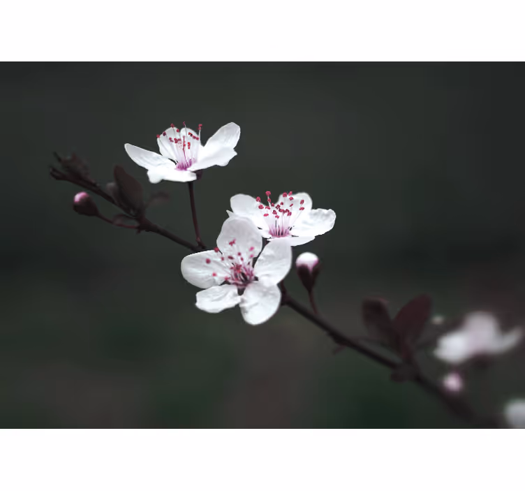 Rullegardin stue elegant feminin kirsebærblomst - Tenstickers