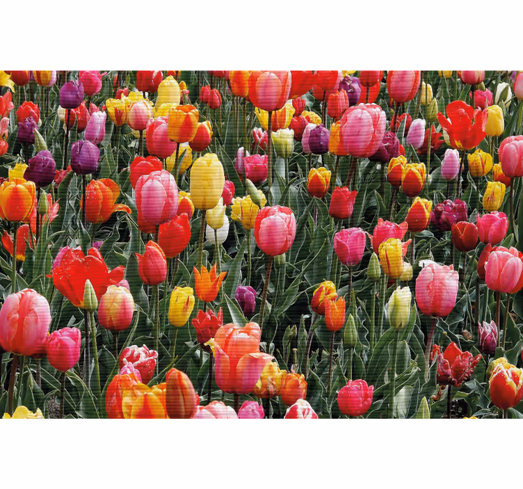 Rullegardin stue mange tulipaner i et felt - Tenstickers
