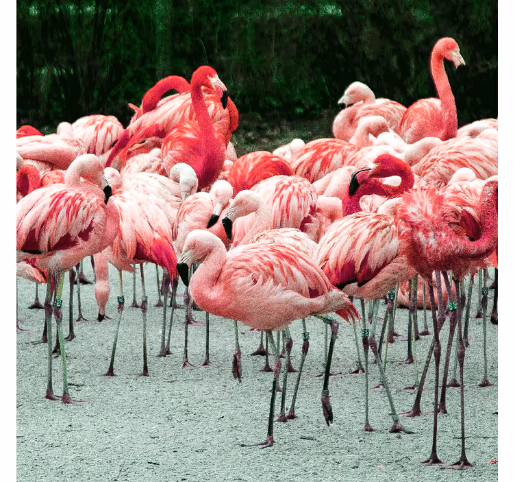 Rullegardin stue fine flamingoer på vannet - Tenstickers