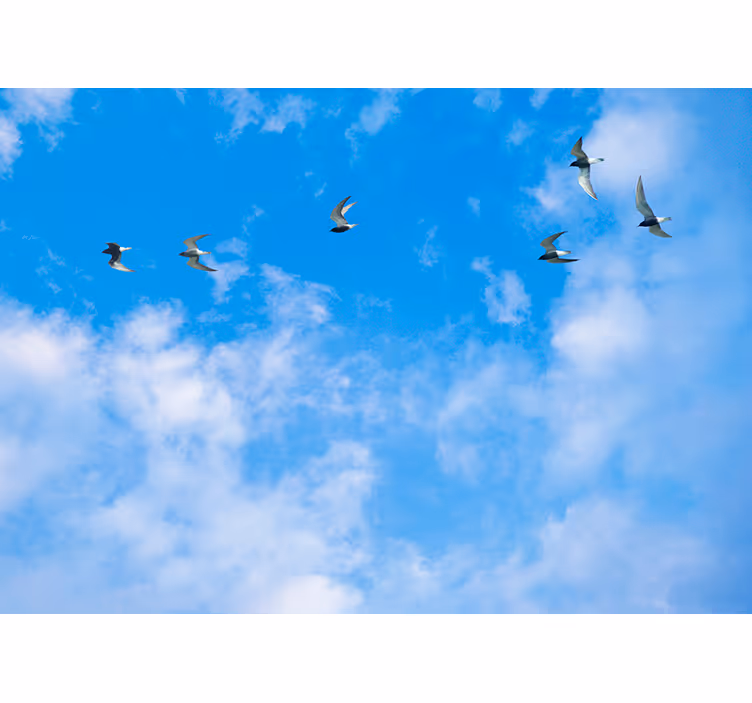 Rullegardin blå himmel og terner - Tenstickers
