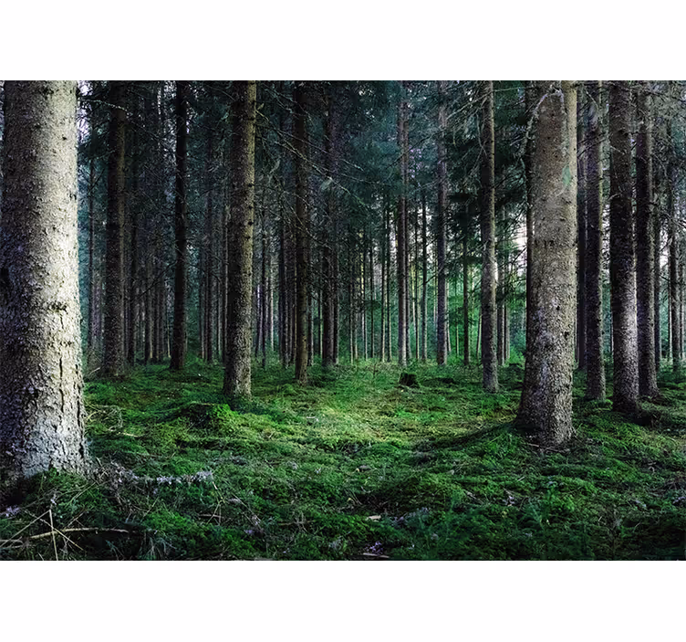 Rullegardin stue fuktig tropisk skog - Tenstickers