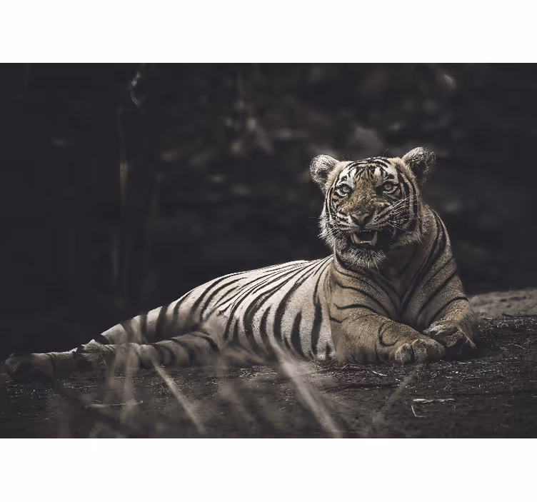Rullegardin stue tiger ligger ned - Tenstickers