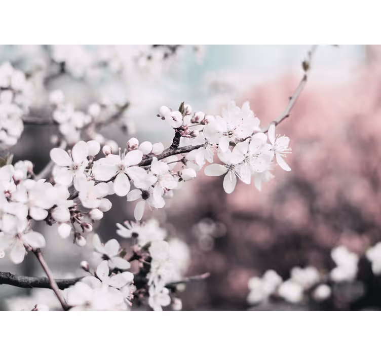 Rullegardin stue elegant stil feminin hvite kirsebærblomster - Tenstickers