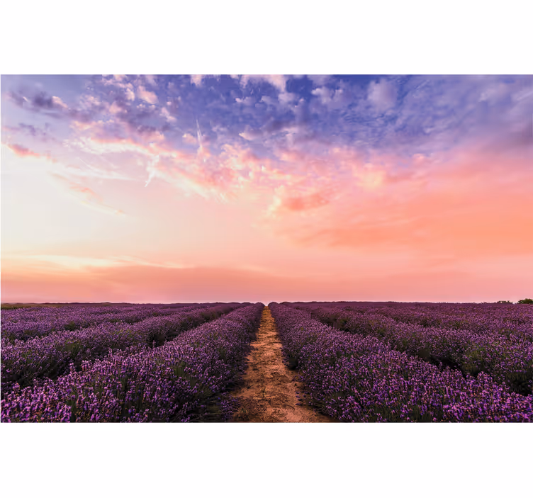 Rullegardin stue lavendelblomster i frankrike - Tenstickers