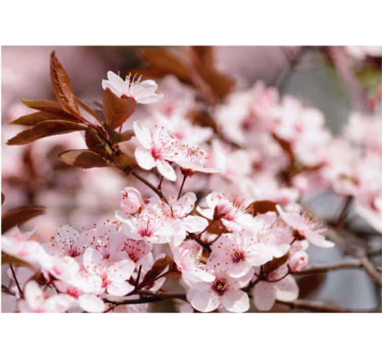 Rullegardin stue kirsebærblomster - Tenstickers