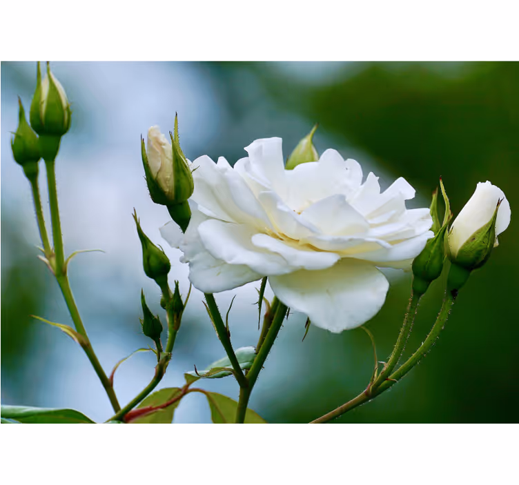 Rullegardin stue hvit rose - Tenstickers