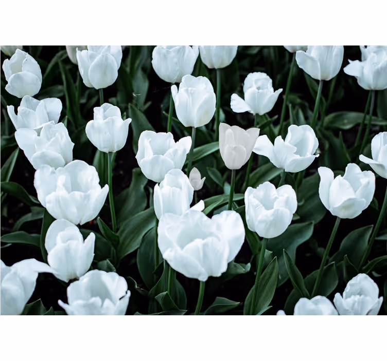 Rullegardin stue hvite tulipaner - Tenstickers