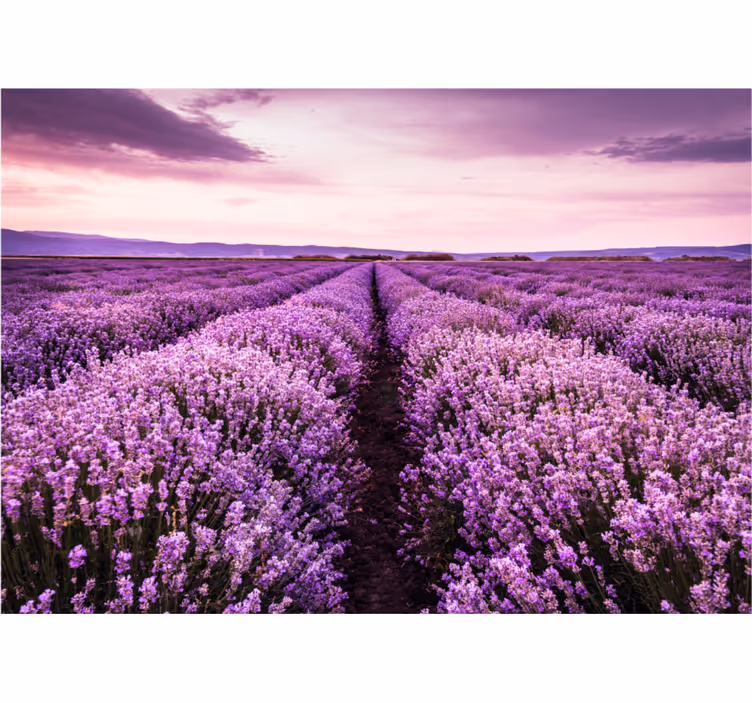 Rullegardin stue lilla bilde med blomster - Tenstickers