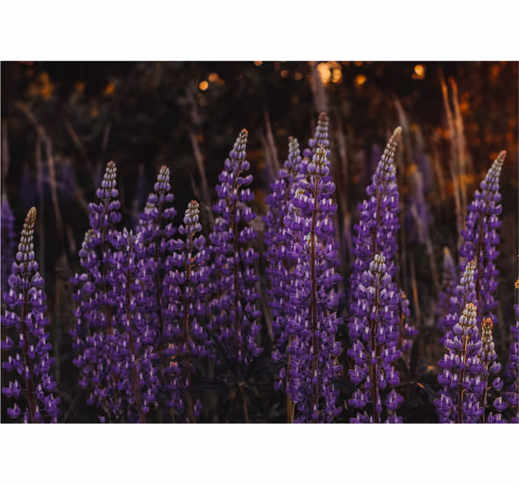 Rullegardin stue skog gjenopplivet av fiolette blomster - Tenstickers