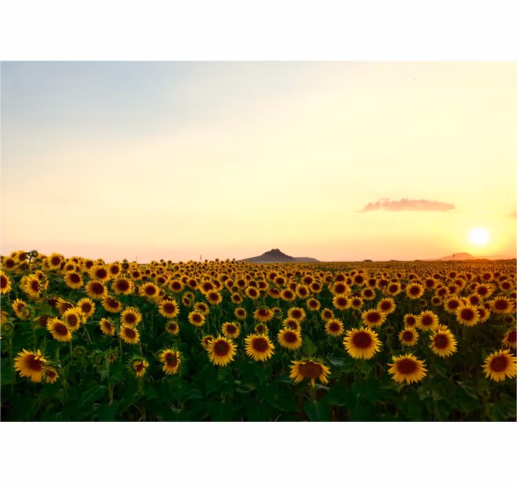Rullegardin stue med spektakulært blomsterlandskap - Tenstickers