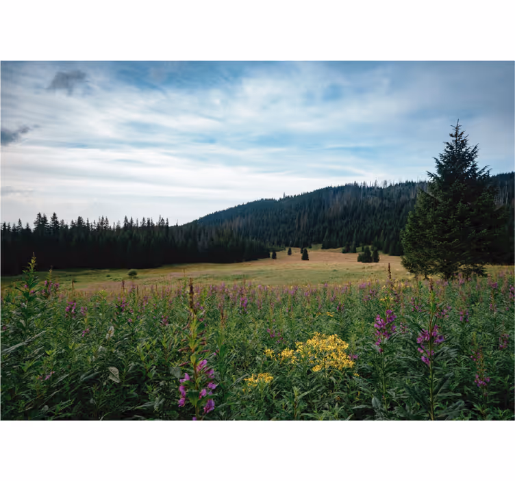 Rullegardin stue tatra park om våren - Tenstickers