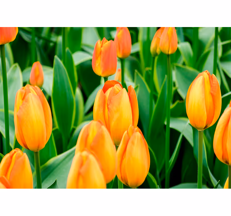 Rullegardin stue oransje tulipanblomster - Tenstickers
