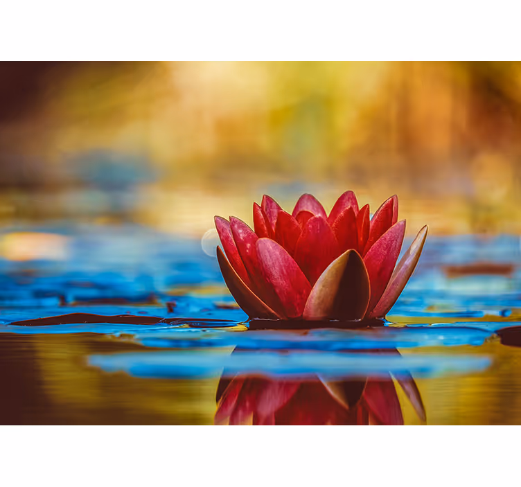 Rullegardin stue med zenreflektert lotusblomst - Tenstickers
