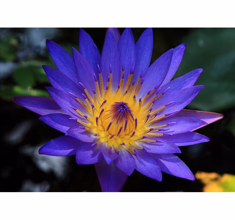 Rullegardin stue lilla lotusblomst - Tenstickers