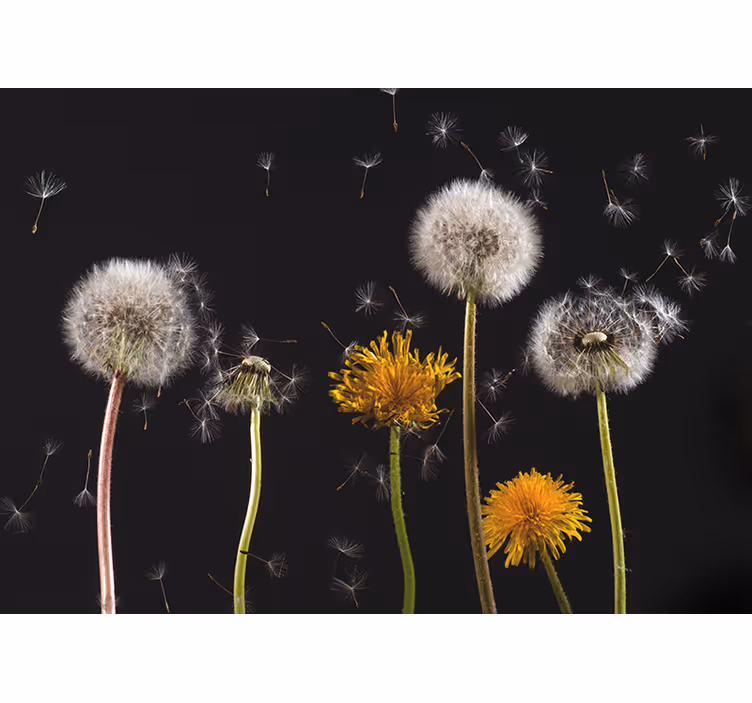 Rullegardin stue løvetann natur - Tenstickers