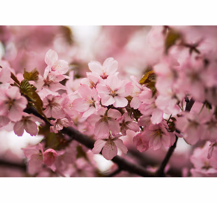 Rullegardin stue rosa kirsebærblomst - Tenstickers