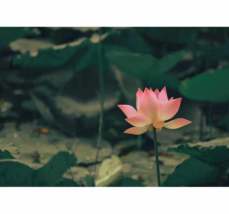 Rullegardin stue rosa blomst - Tenstickers