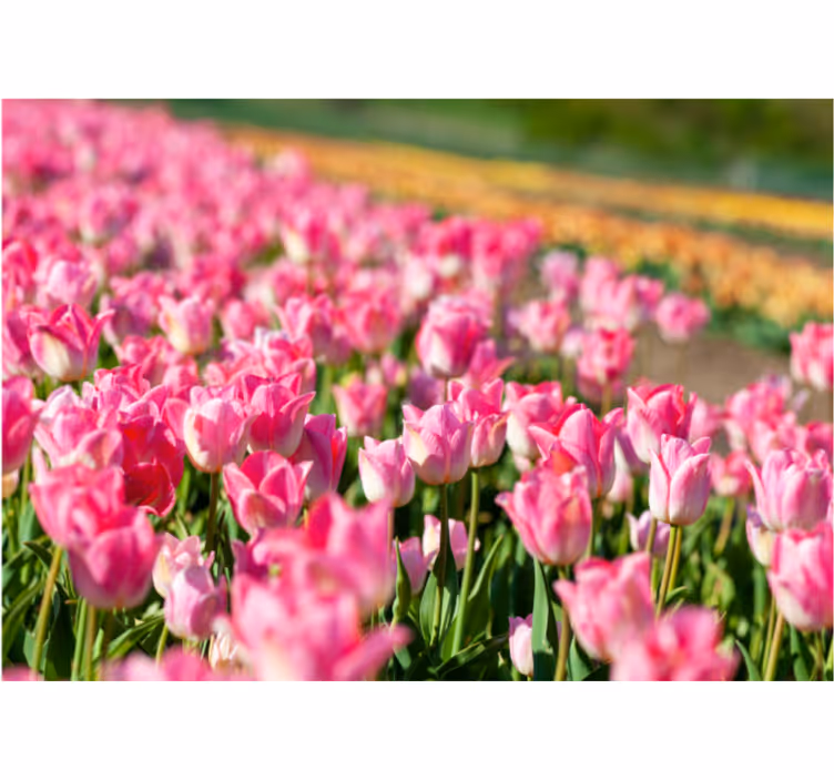 Rullegardin stue tulipanfelt - Tenstickers