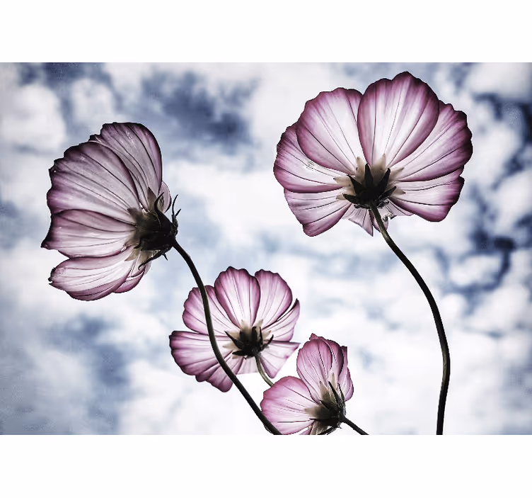 Rullegardin stue med elegant design av lilla kosmosblomst - Tenstickers