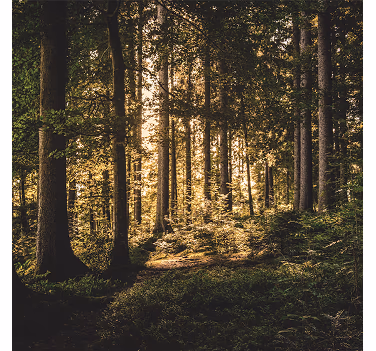 Rullegardin stue natur midt på dagen skog - Tenstickers