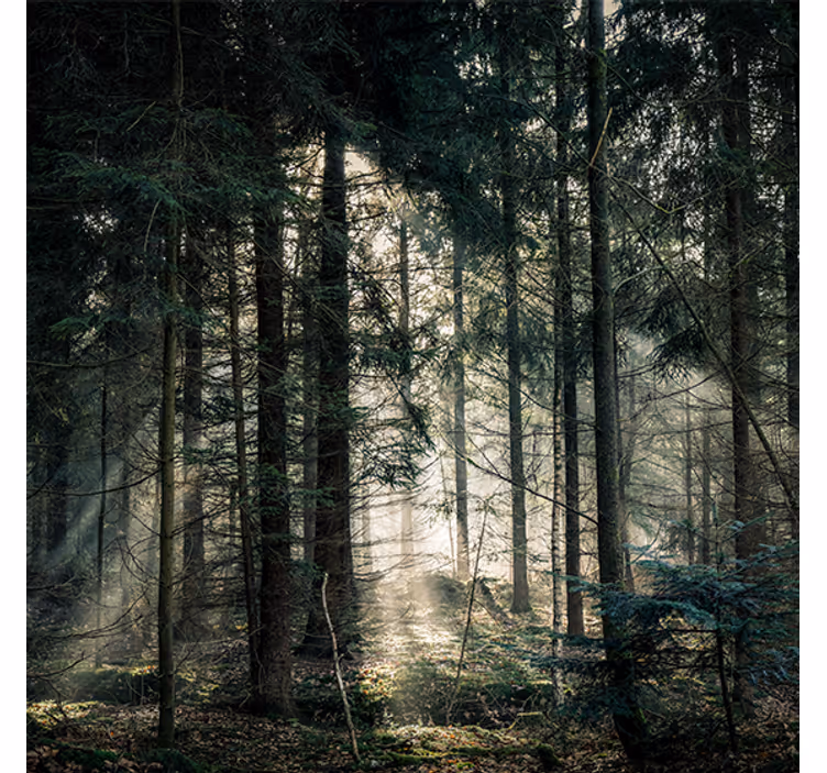 Rullegardin stue naturforest med mørke toner dag - Tenstickers