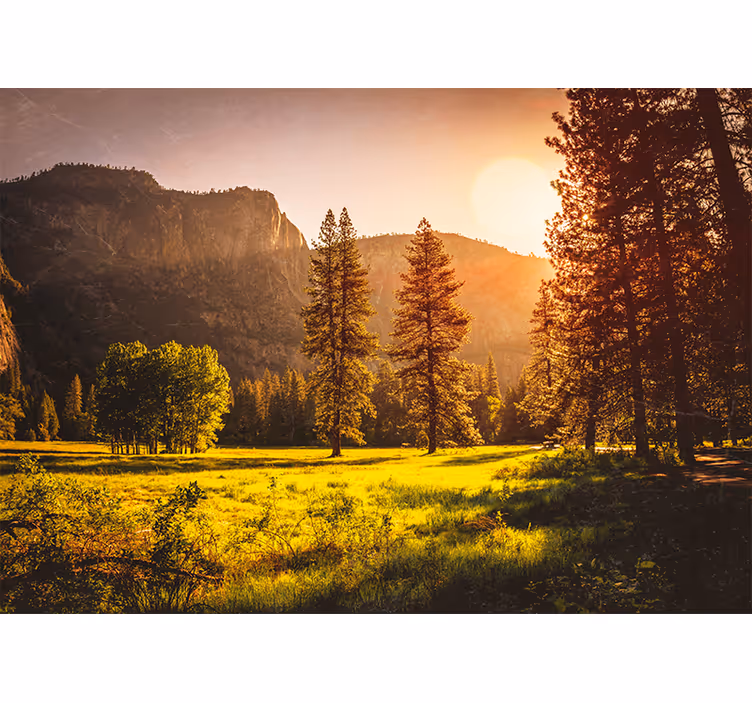 Rullegardin stue solnedgang bak trærne - Tenstickers