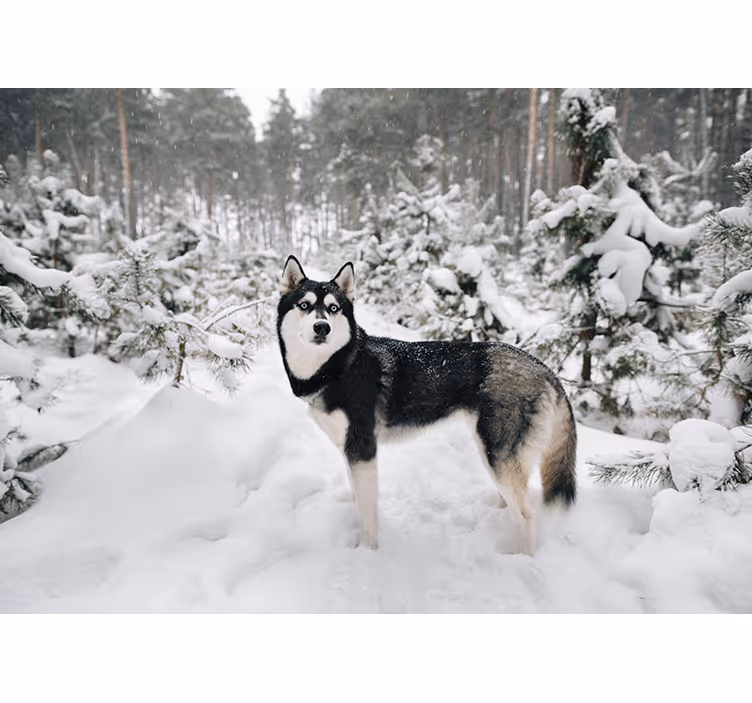 Hvit rullegardin vinterforest og huskyhund - Tenstickers