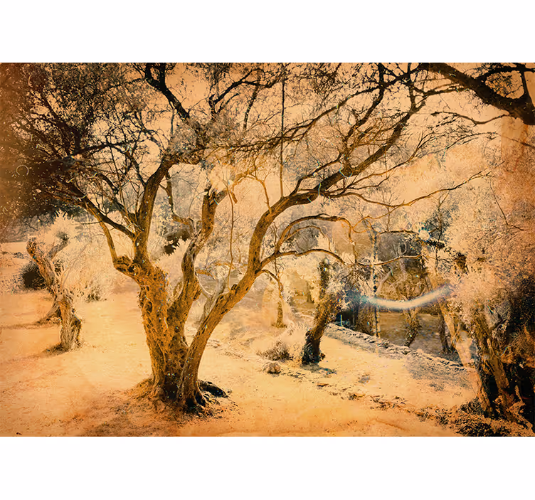 Rullegardin beige idyllisk og vakker olivenlund - Tenstickers