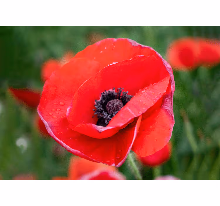 Rullegardin rom solfylt rød valmueeng - Tenstickers