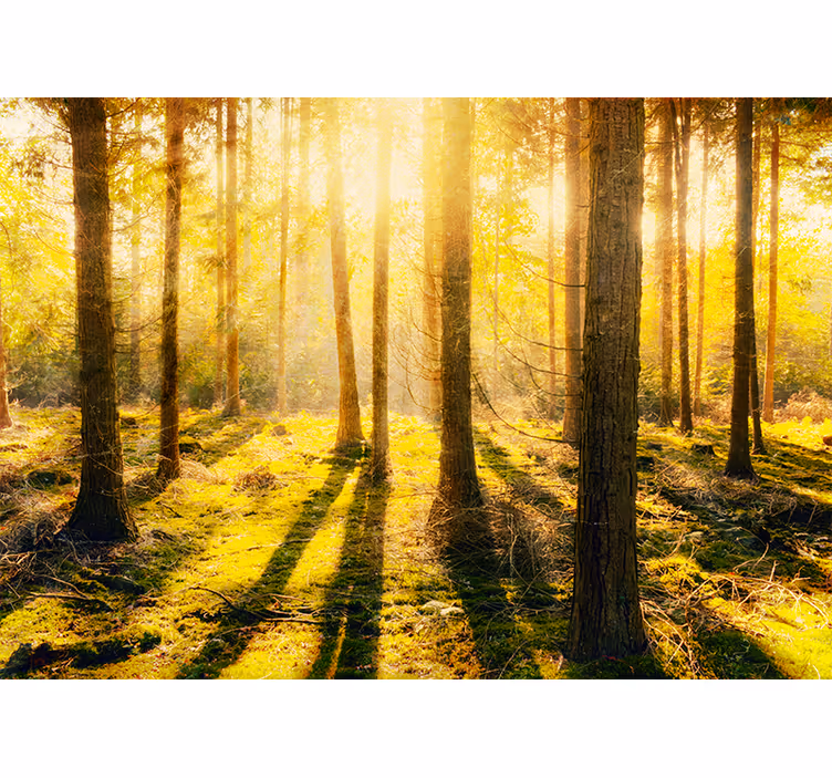 Rullegardin rom fantastisk solnedgang i bjørkeskog - Tenstickers