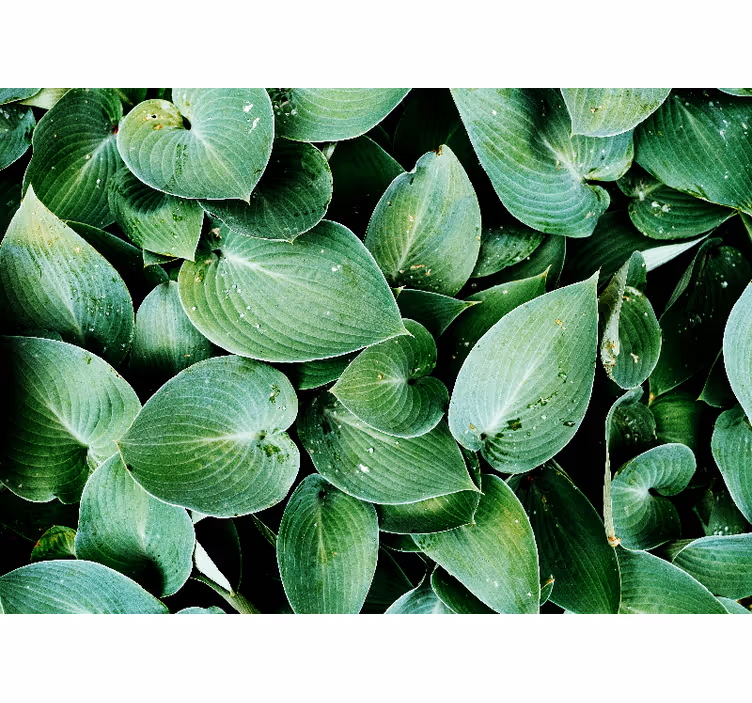 Rullegardin rom grønne blader foliage - Tenstickers