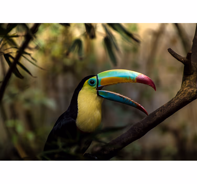 Rullegardin rom tucan i jungelen - Tenstickers