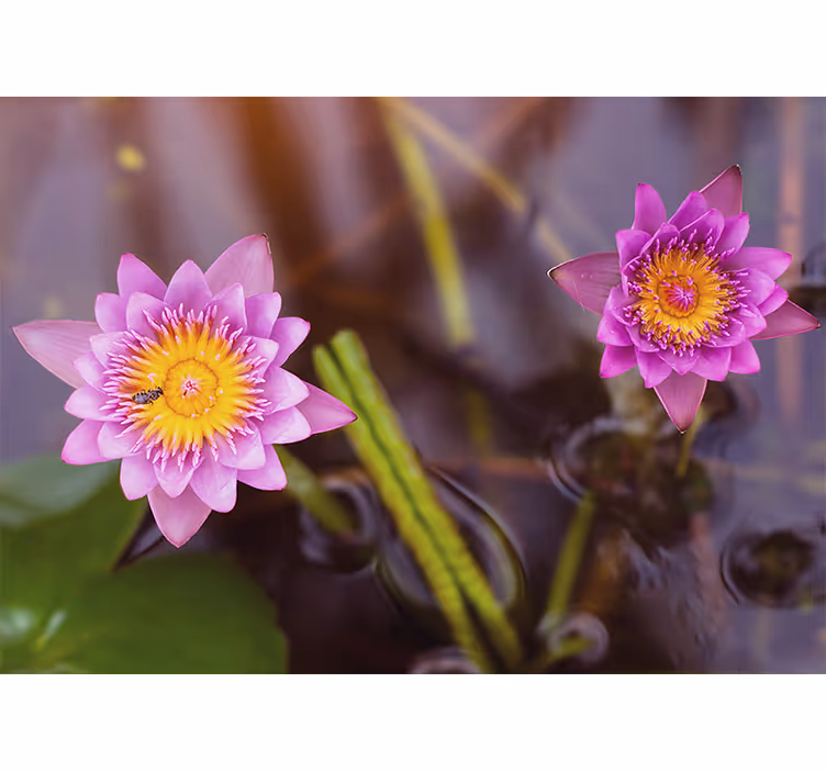 Rullegardin rom rosa/lilla lotus - Tenstickers