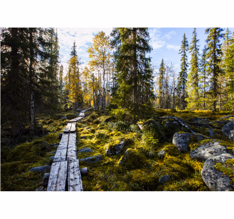 Rullegardin rom koli nasjonalpark finland - Tenstickers