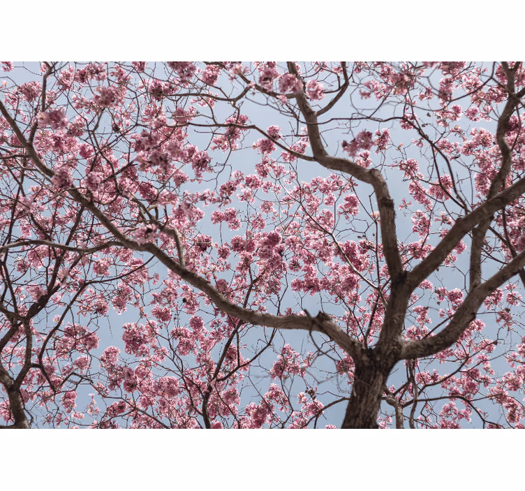Rullegardin rom vakre rosa kirsebærblomster - Tenstickers