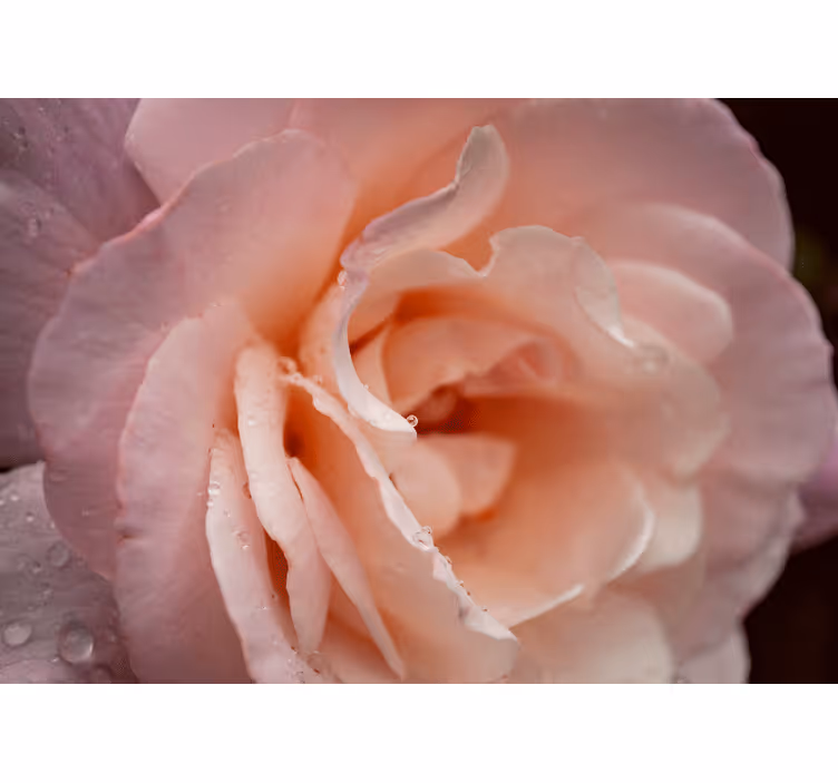 Rullegardin rom elegant stil rosa rosedråper - Tenstickers