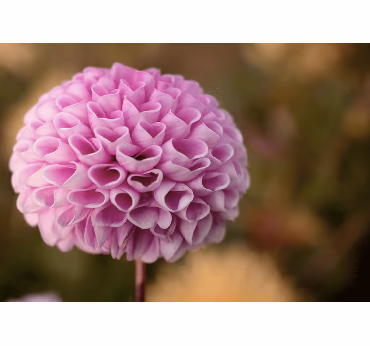 Rullegardin rom elegante kjærlighets hjerte rosa blomster - Tenstickers