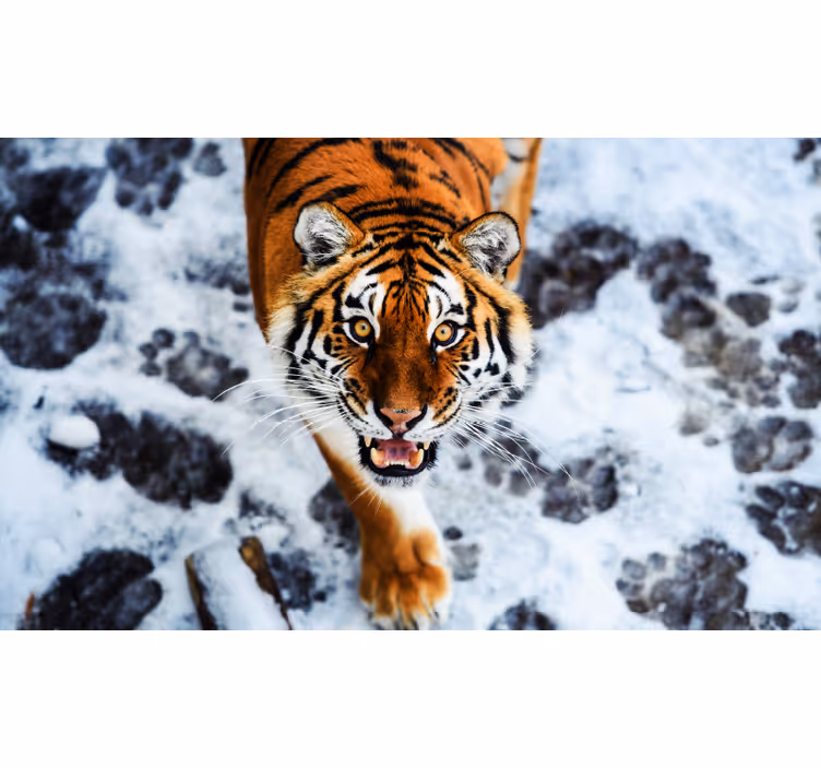 Rullegardin rom tiger i kamp - Tenstickers