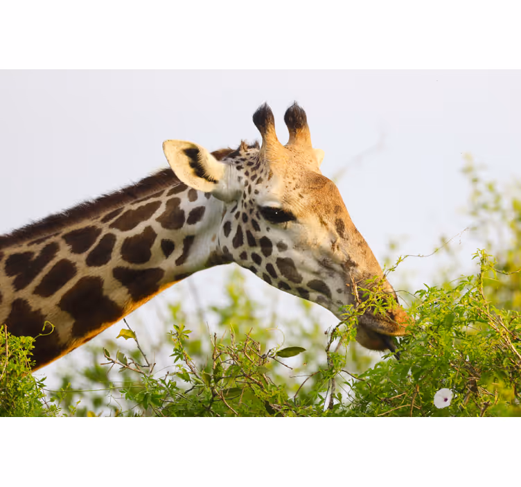 Rullegardin rom høy giraff - Tenstickers