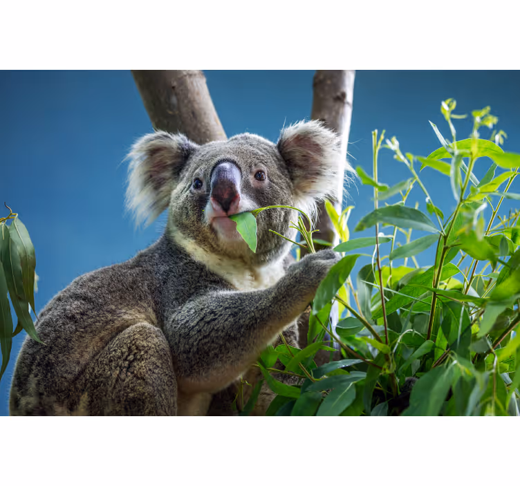 Rullegardin rom søte koalaer - Tenstickers