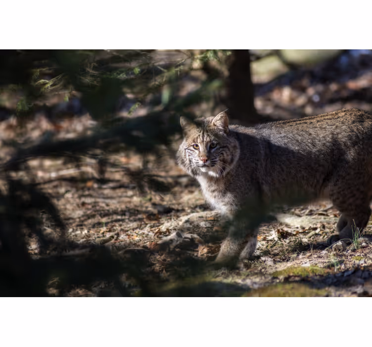 Rullegardin rom vill katt - Tenstickers