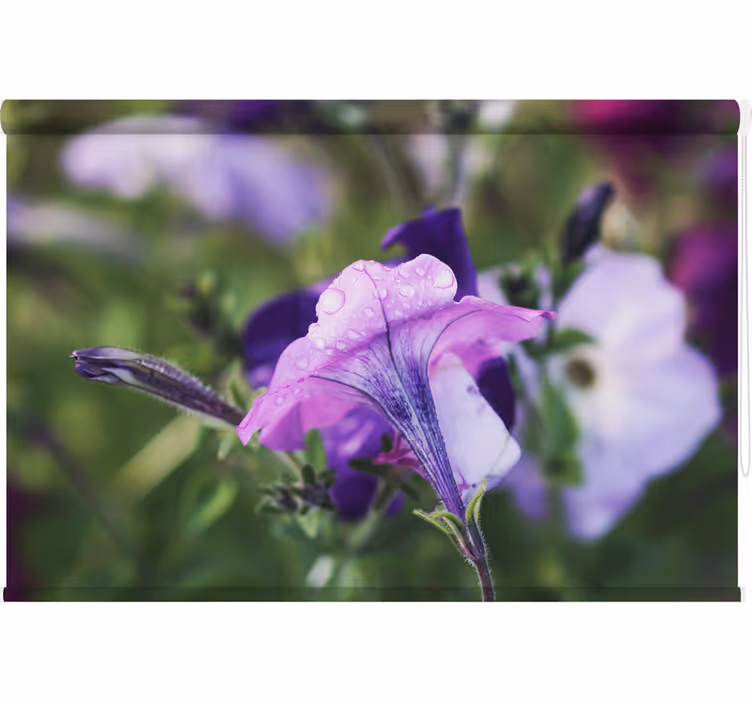 Soldanella rullegardin rom - Tenstickers