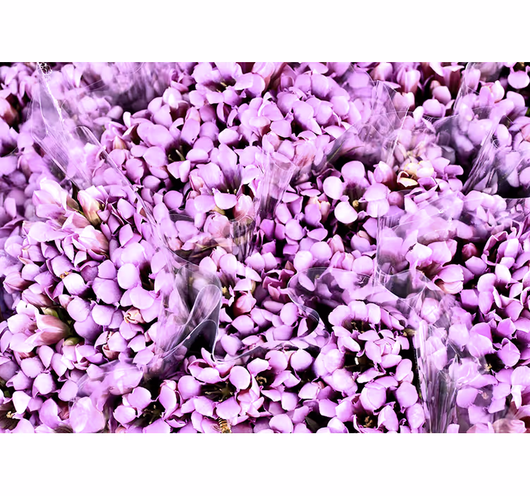 Rullegardin rom eng av lilla krokusblomster - Tenstickers