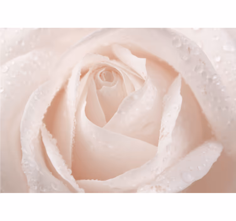 Hvit rullegardin vakker hvit rose - Tenstickers