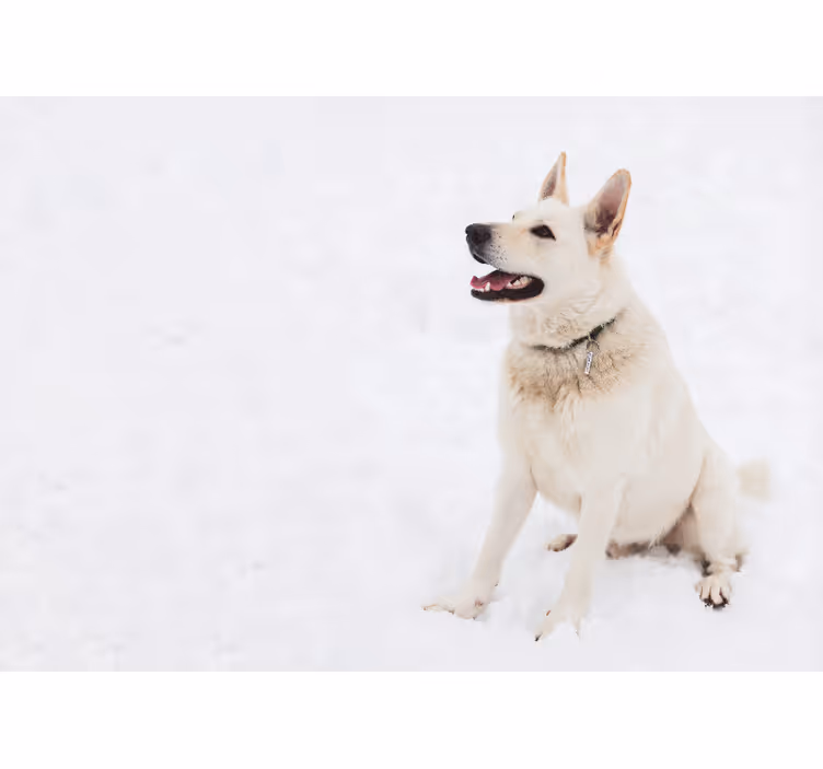 Hvit rullegardin husky i snøen - Tenstickers