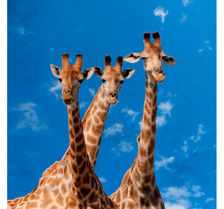 Rullegardin barn giraffer og blå himmel - Tenstickers
