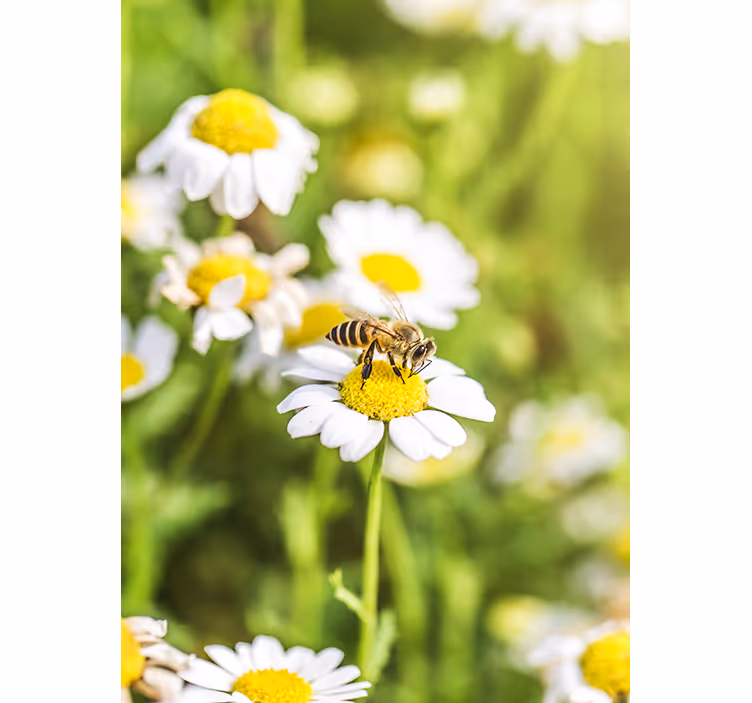 Rullegardin kjøkken blomstereng - Tenstickers